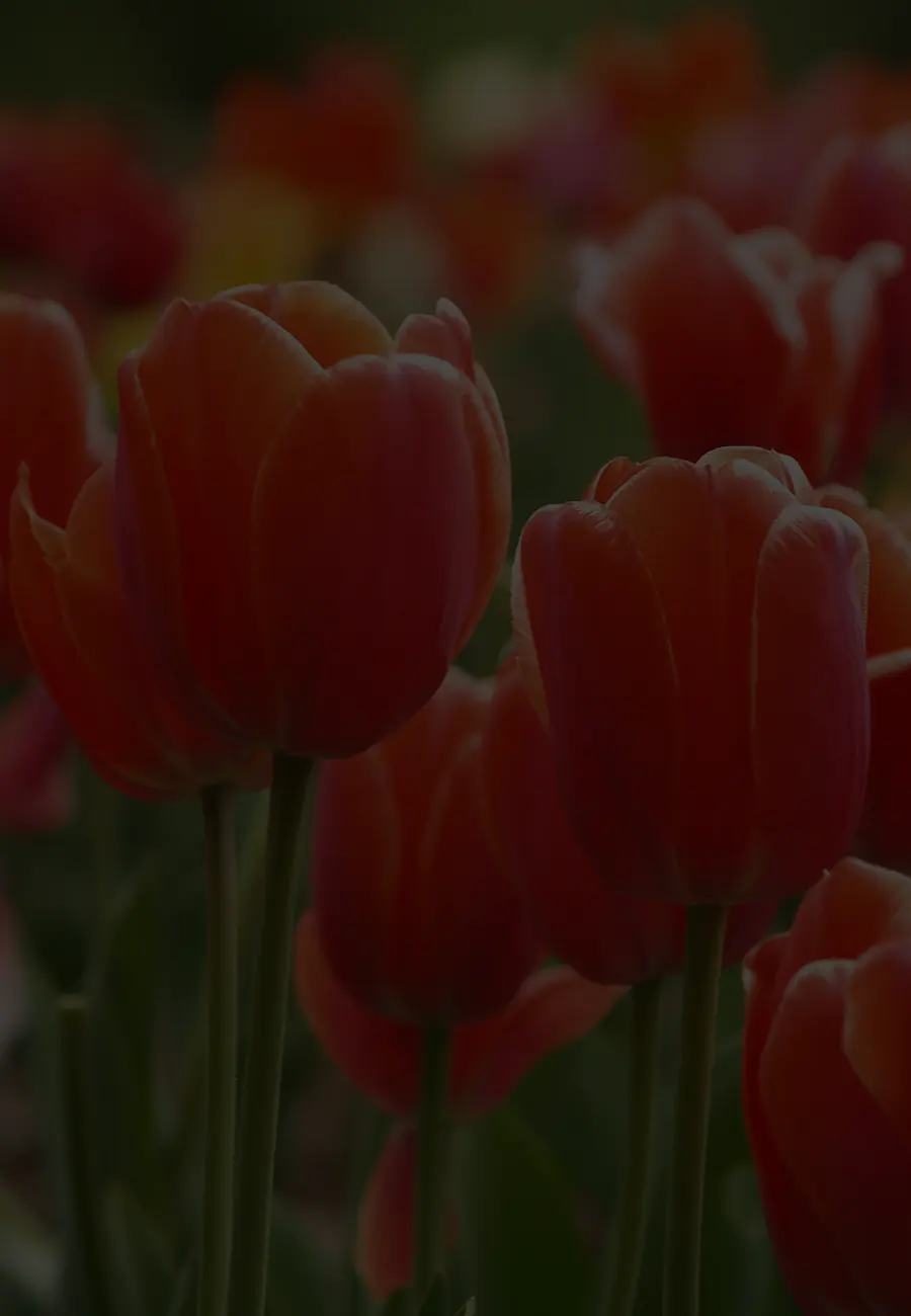 Parterre de fleurs